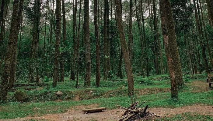 Hutan Pinus Ngandong jogjakarta