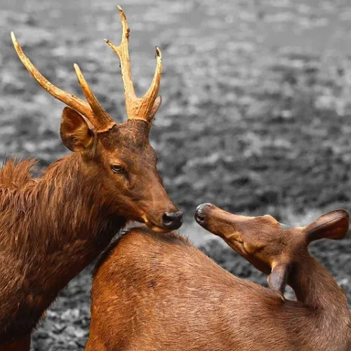 tempat wisata jakarta Kebun Binatang Ragunan